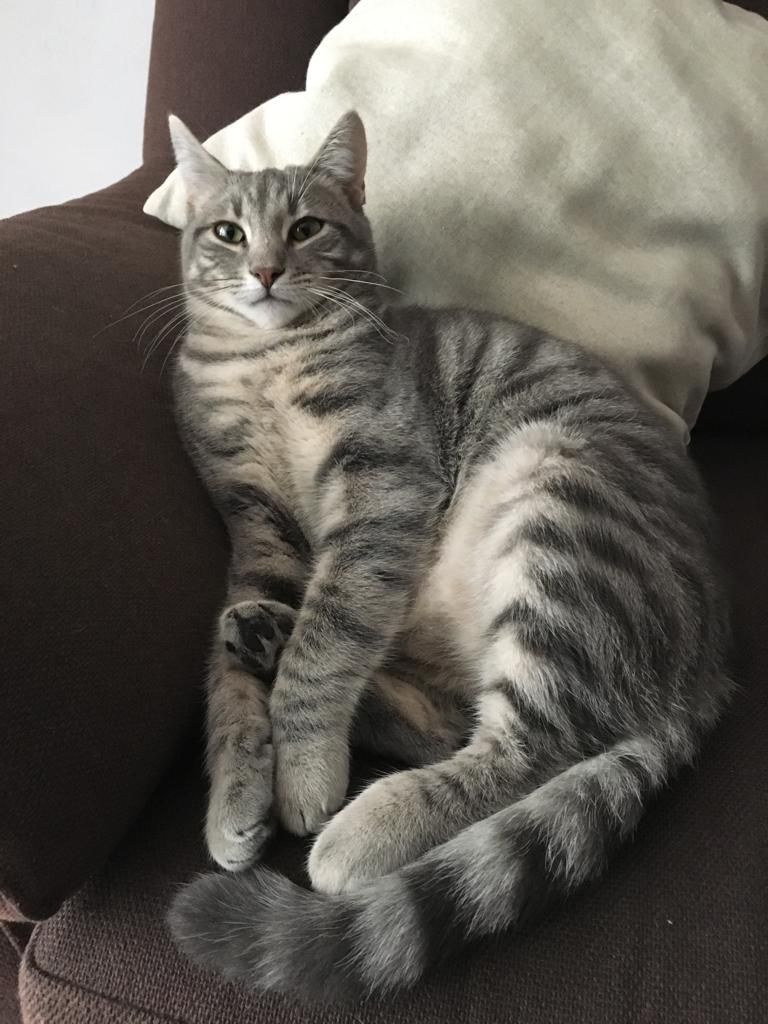 Romeo
