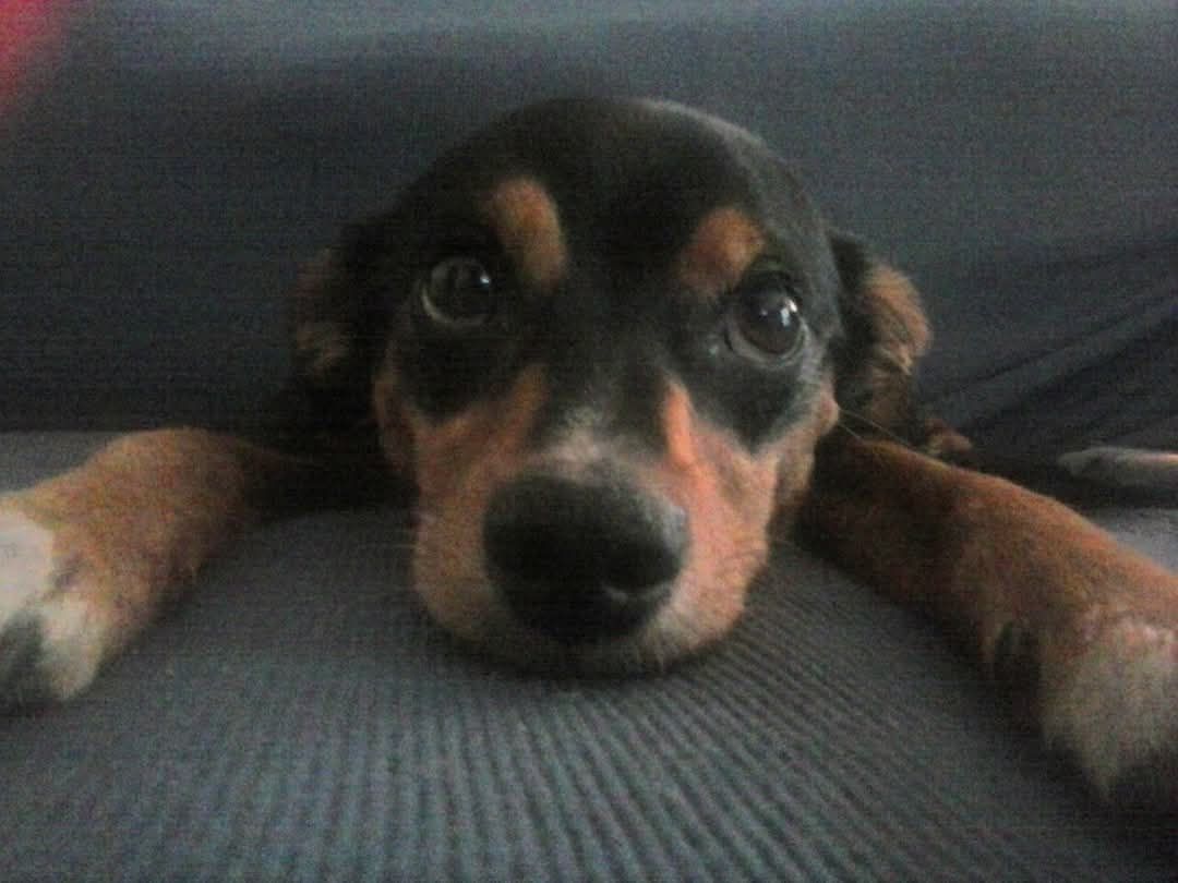 Lilla