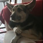 Loki