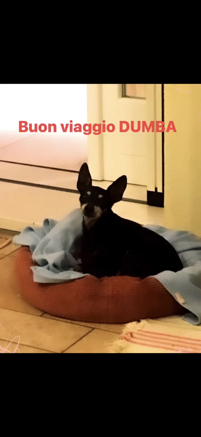 Dumba