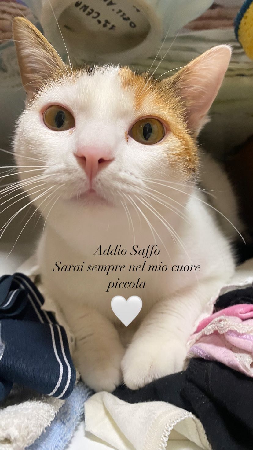 Saffo