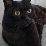 Mimi Momi