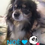 Noè