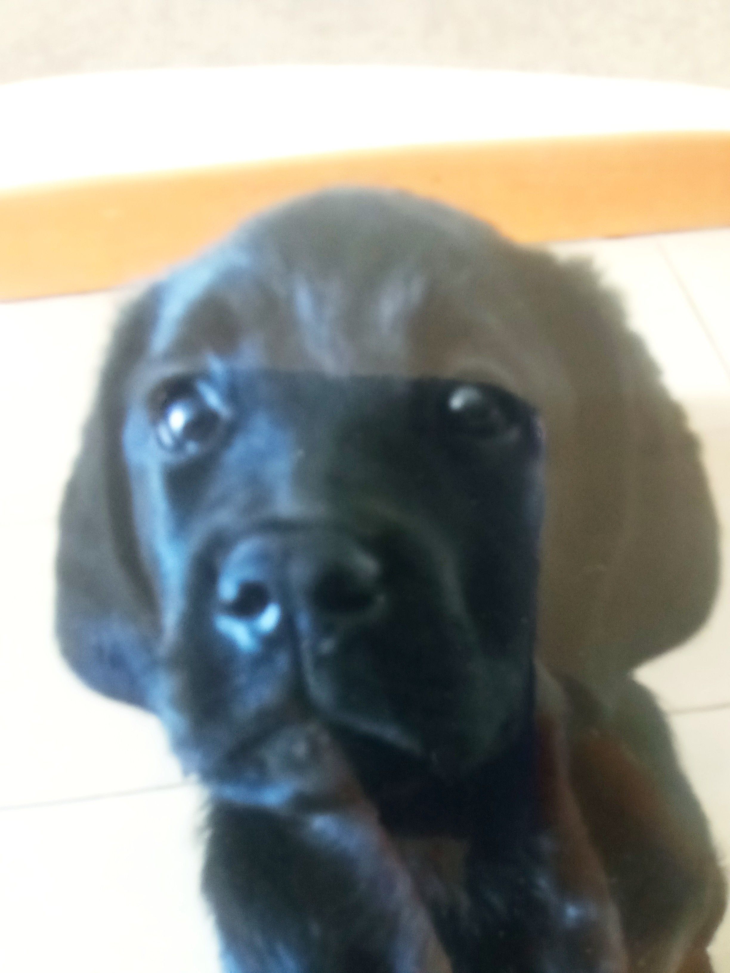 Arlo
