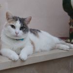 Cleo