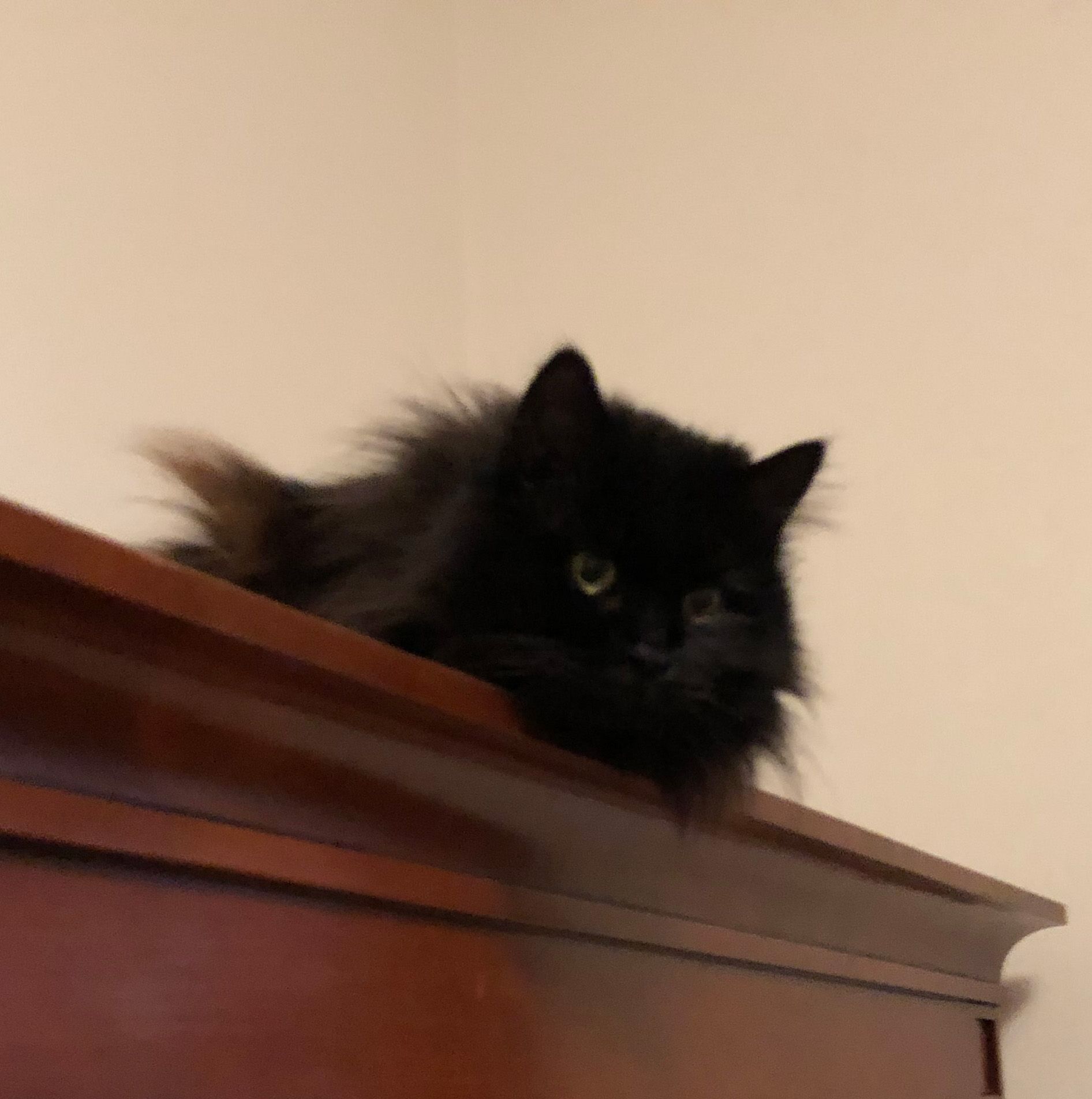 Cleopatra