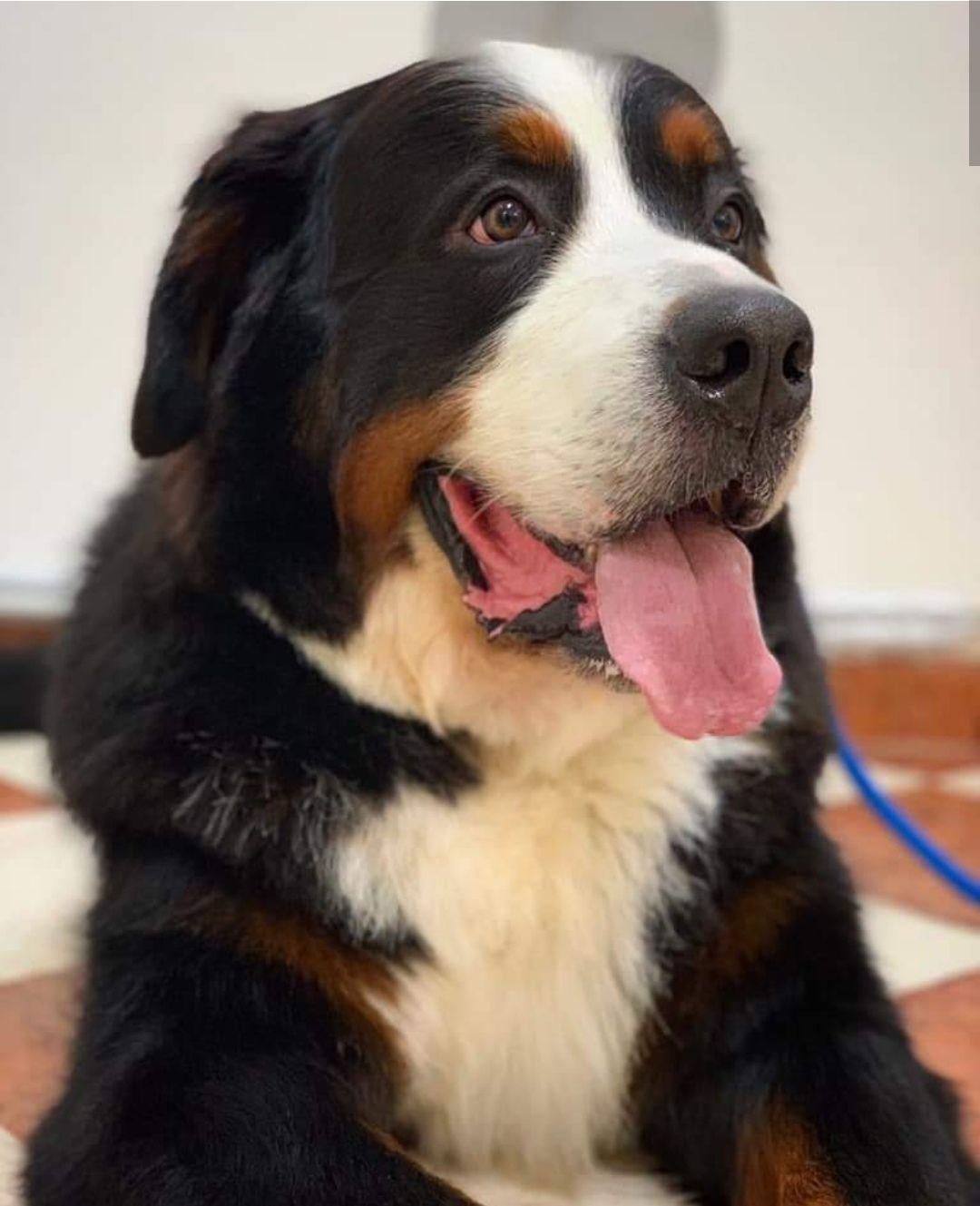 Baloo