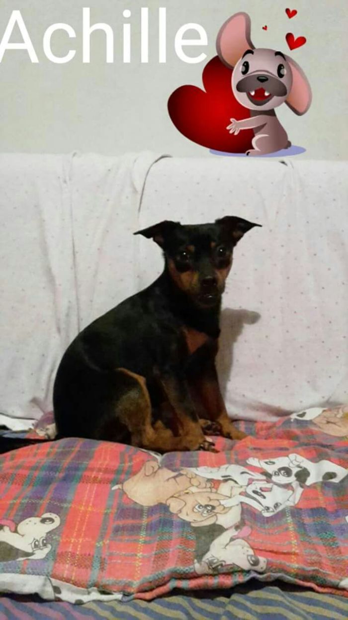 Piccolo Achille