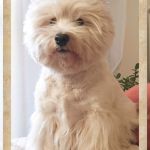 Oliver