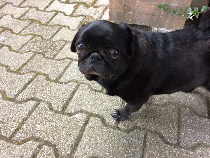Doris