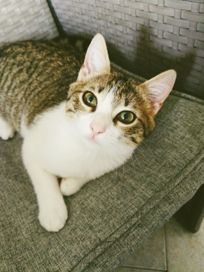 Angel