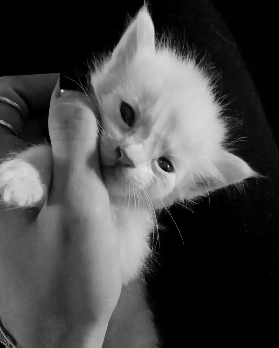 Mozzarella