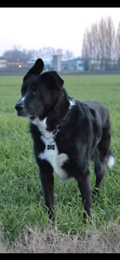 Argo