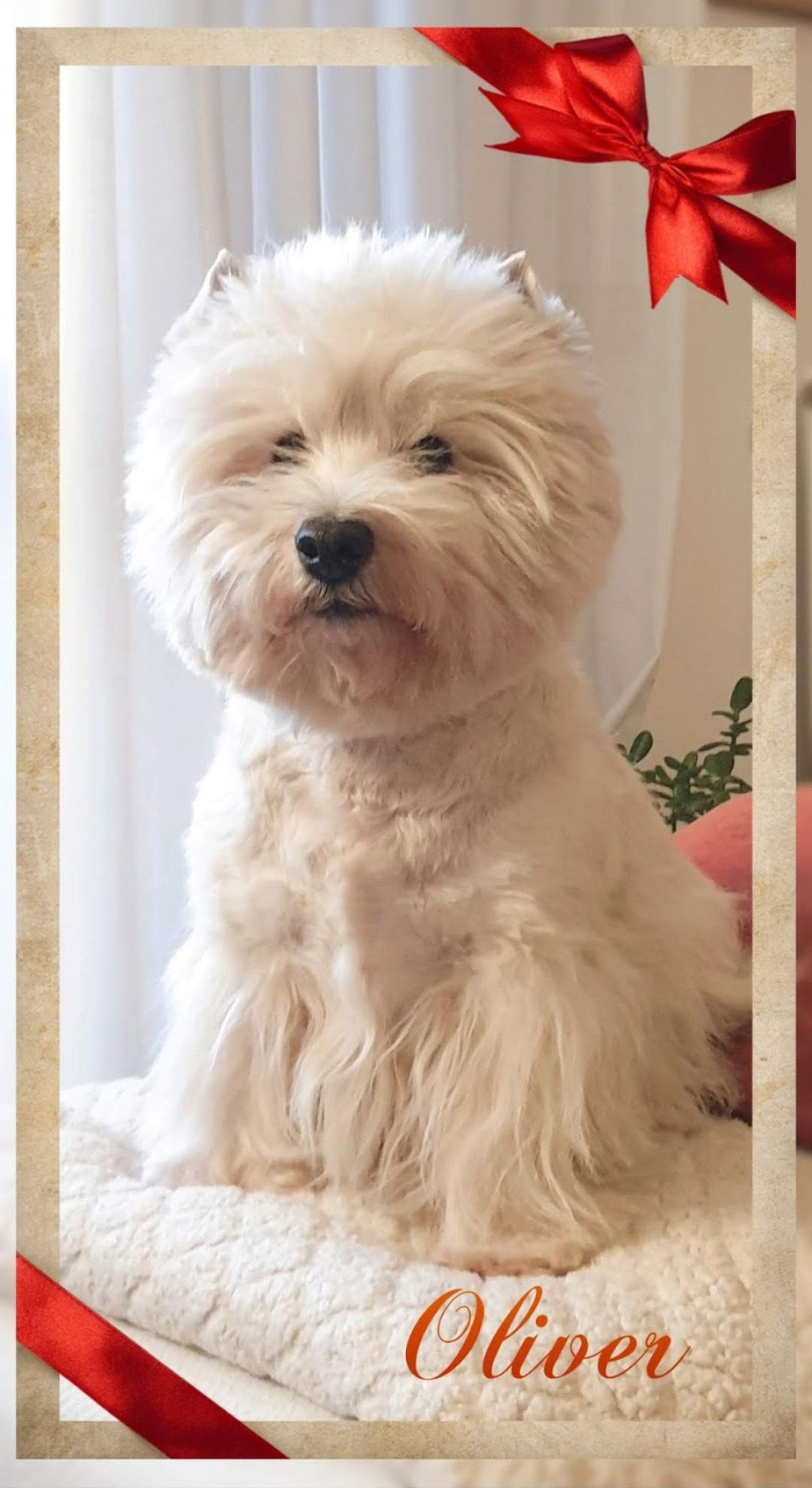 Oliver
