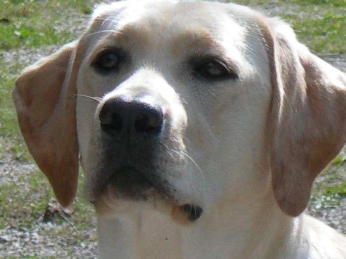 MAIA