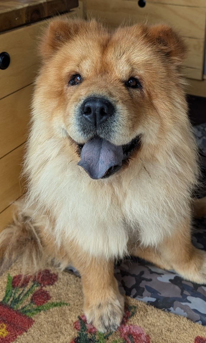 Ginger
