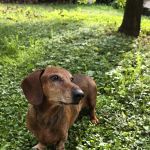 Ettore
