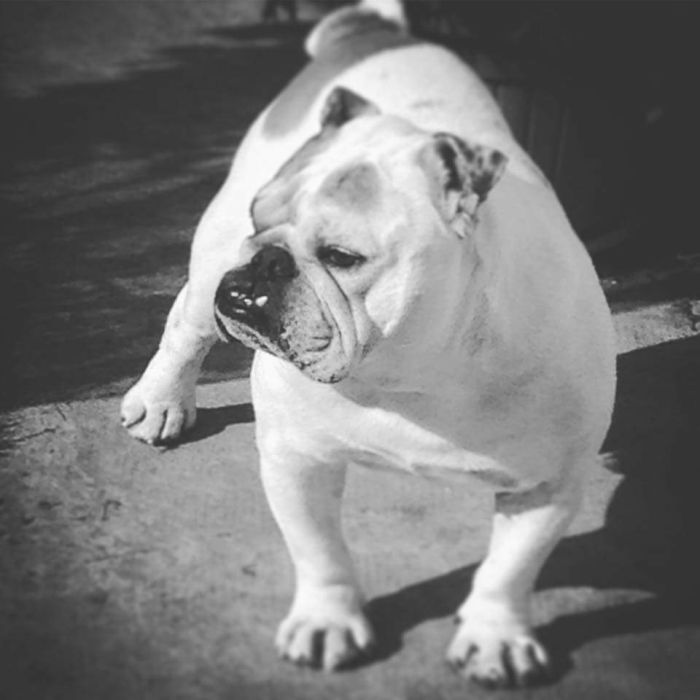 Martino
