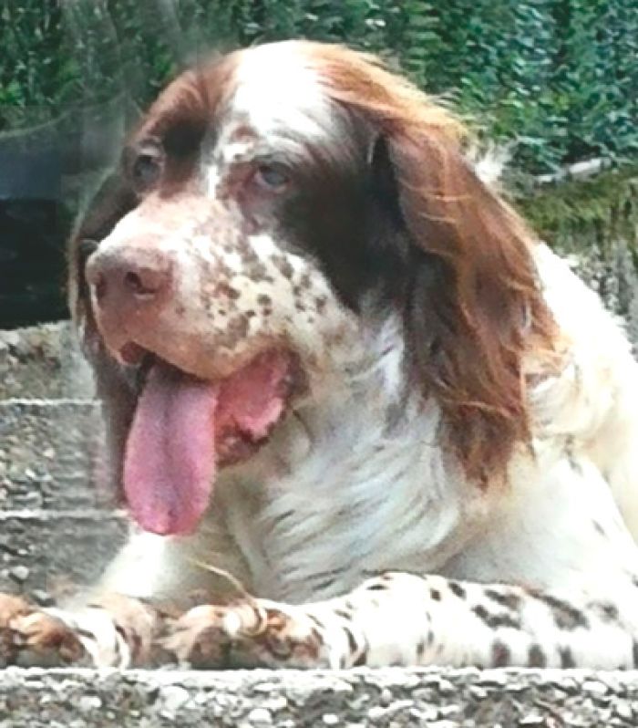 Pippo