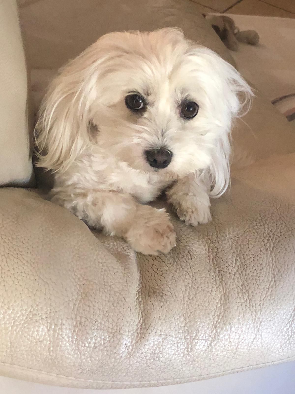 Isotta
