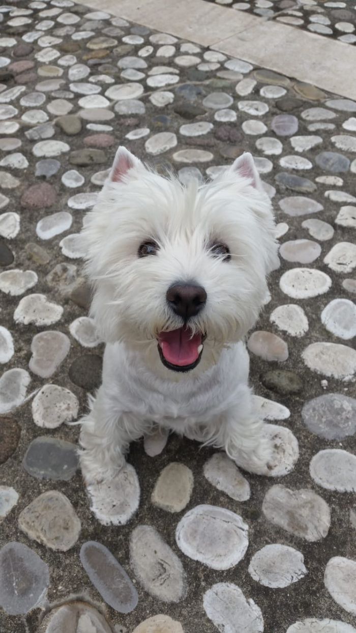 Holly