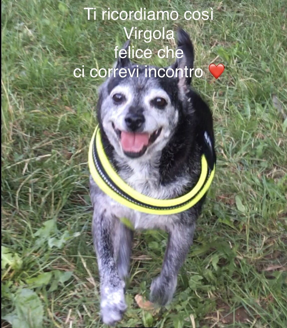 Virgola