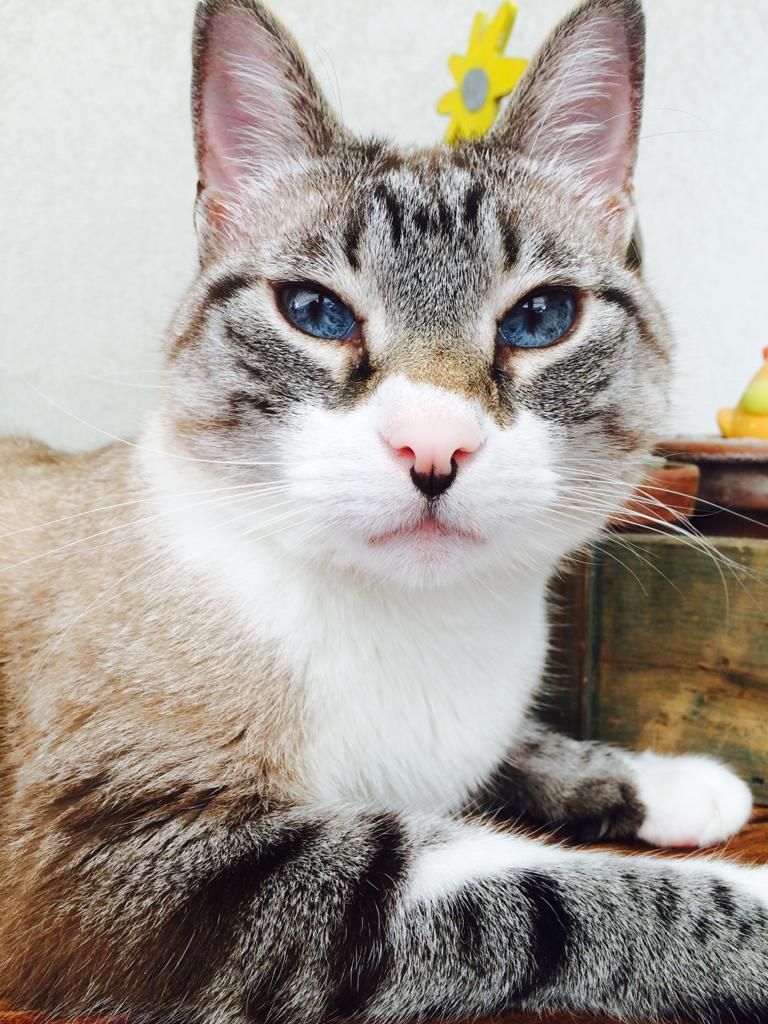 Spock